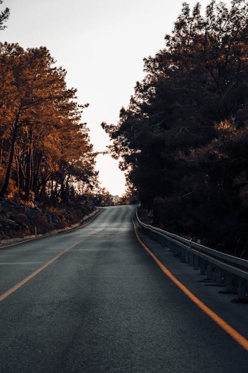 Yellow Trees on the Sides of the Road 