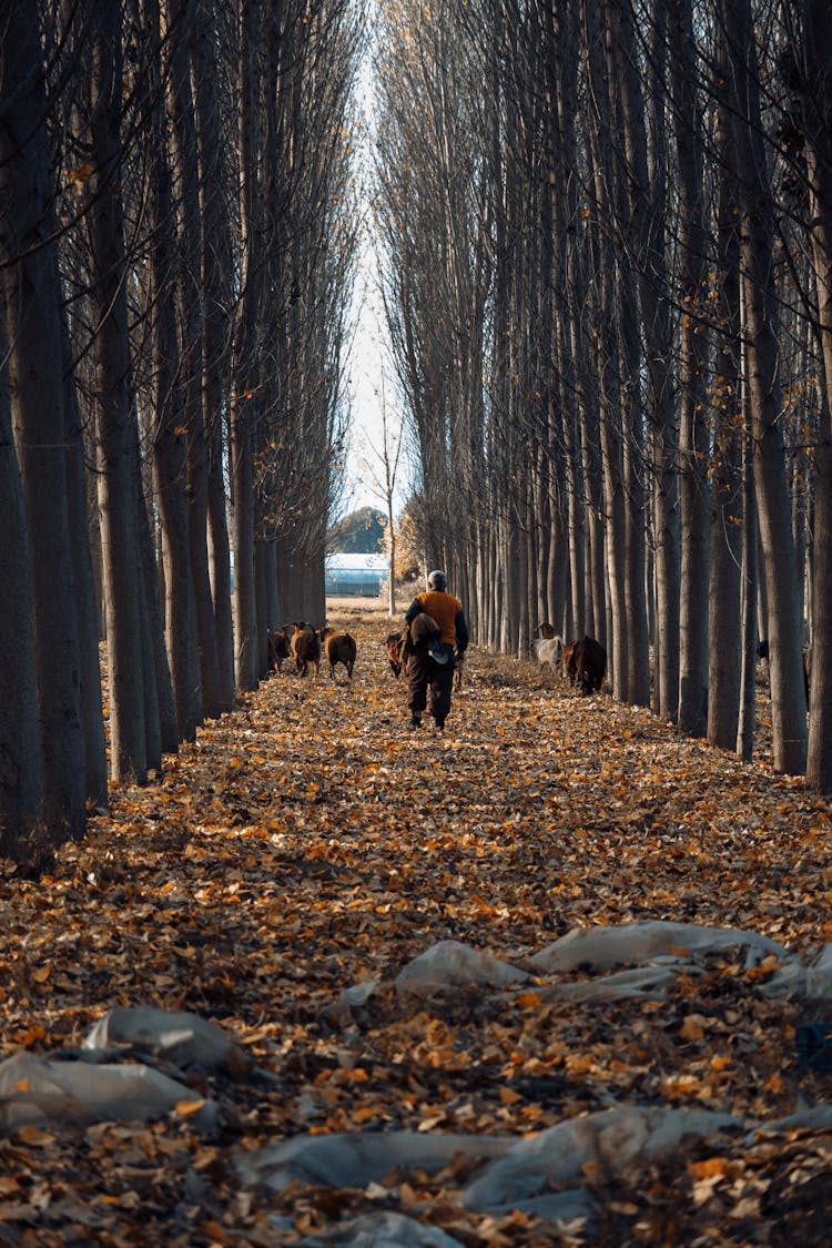 Man And Animals Walking Through An Autumn Forest 