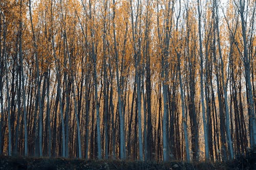 A Brown Tall Trees in the Forest