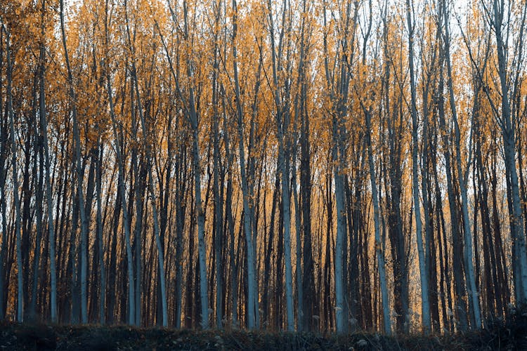 A Brown Tall Trees In The Forest