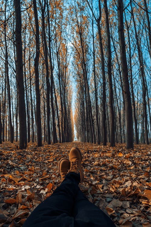 Symmetrical View of a Autumn Forest and Man Sitting on the Ground 