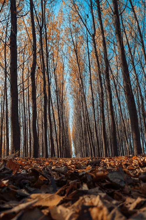 A Low Angle Shot of Tall Trees Under the Blue Sky