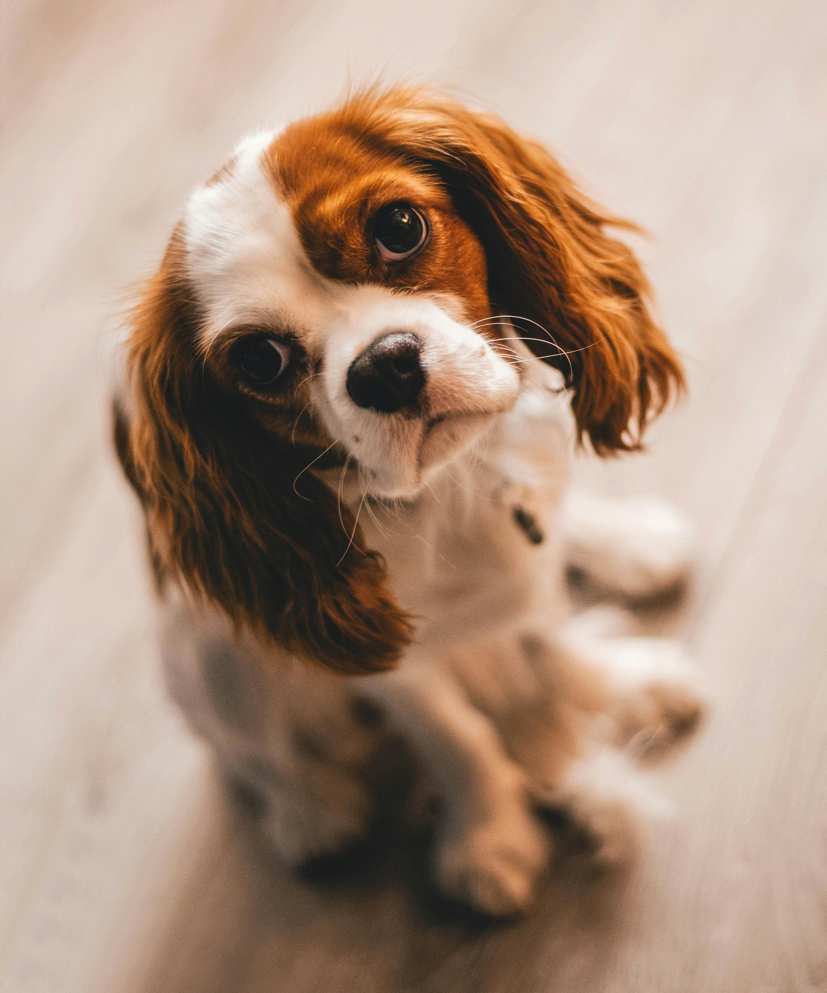 shallow focus photography of a cavalier king charles spaniel