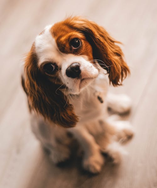 Free Shallow Focus Photography of a Cavalier King Charles Spaniel Stock Photo
