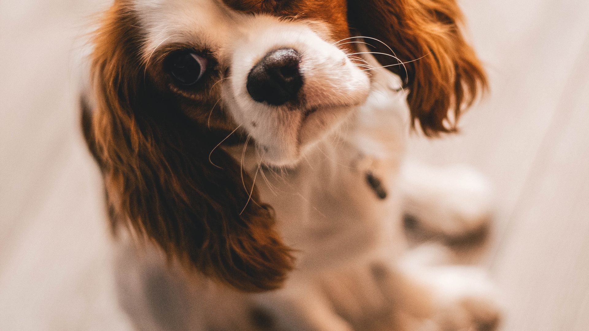 Happy dog and owner enjoying time together