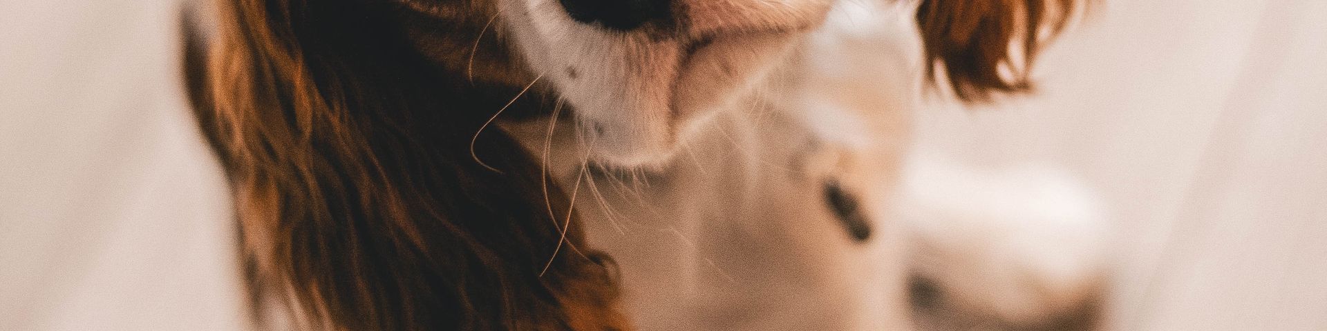 Cover photo for CDeO Stray Haven, Inc.