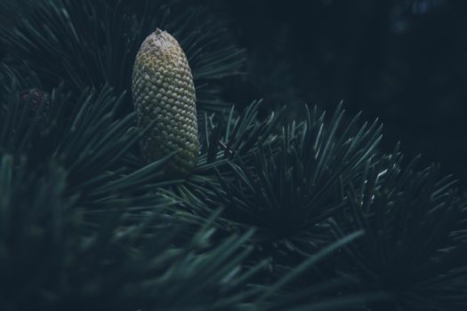 A detailed close-up shot of a pine cone nestled on a lush evergreen tree branch.