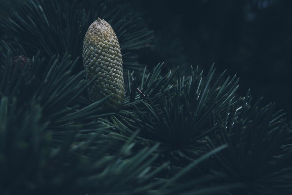 A detailed close-up shot of a pine cone nestled on a lush evergreen tree branch.