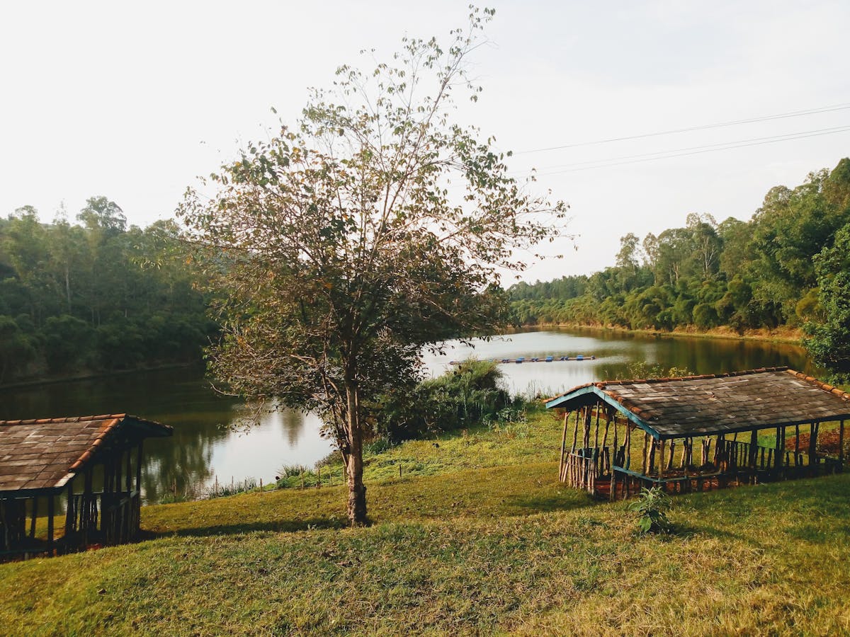 Top 10 Beginner-Friendly Aquatic Plants