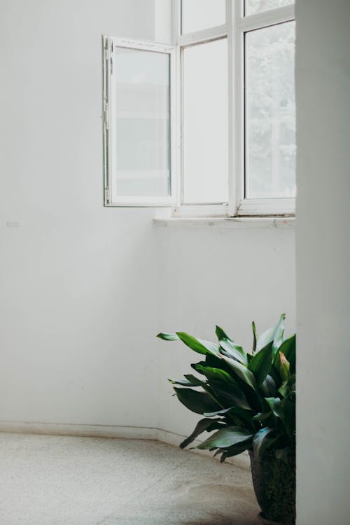 Potted Green Plant inside the House