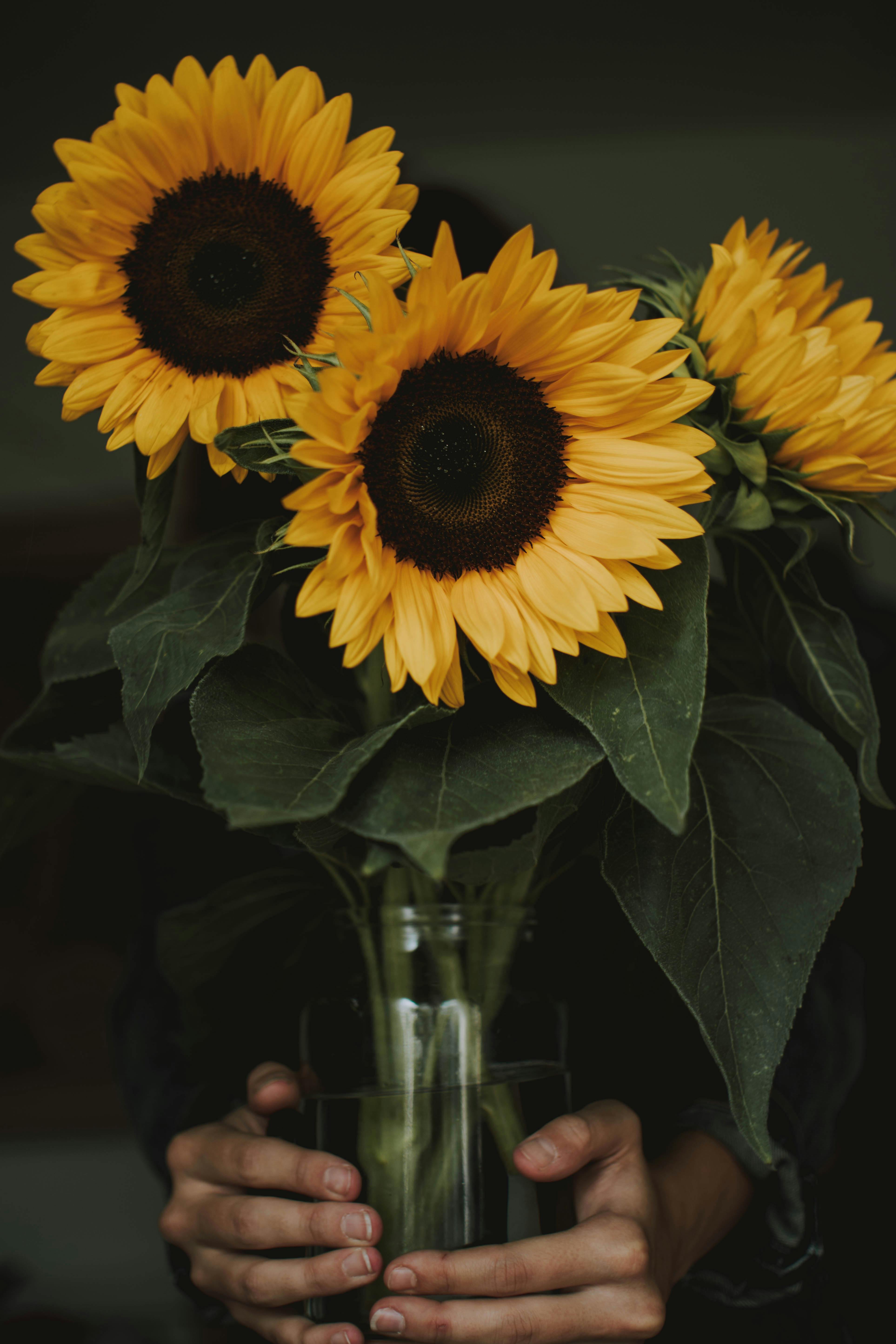 Sunflower Aesthetic Wallpapers  Wallpaper Cave