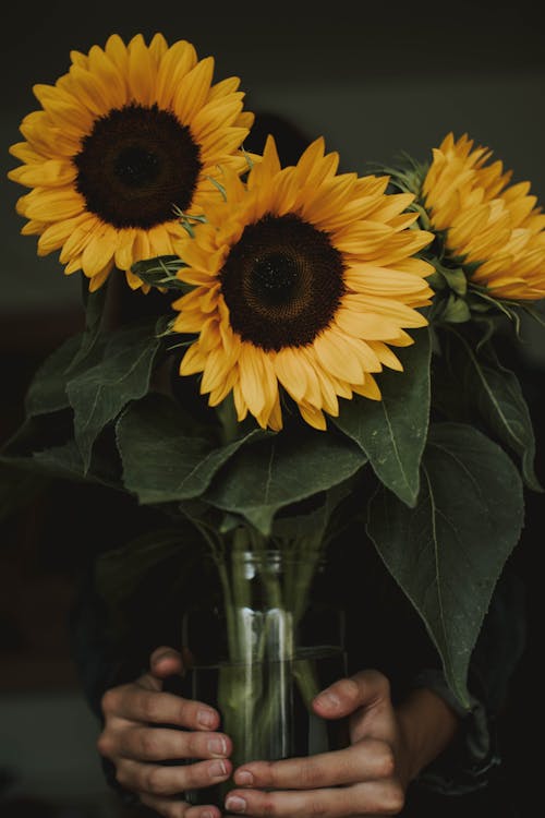 免費 花瓶裡拿著三個普通向日葵的人 圖庫相片