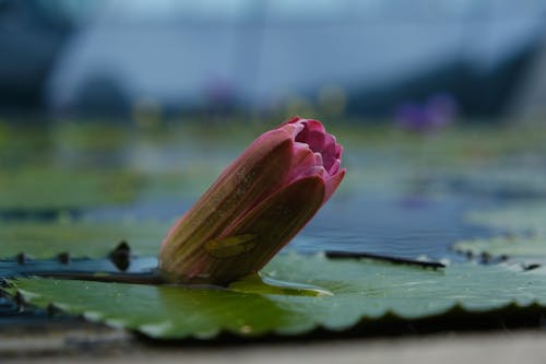 Close-up Photo of a Water Lily Bud 