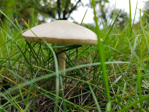 Kostenloses Stock Foto zu gras, grünes gras, natur