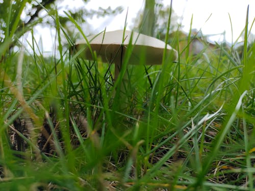 Kostenloses Stock Foto zu grünes gras, natur, pilz