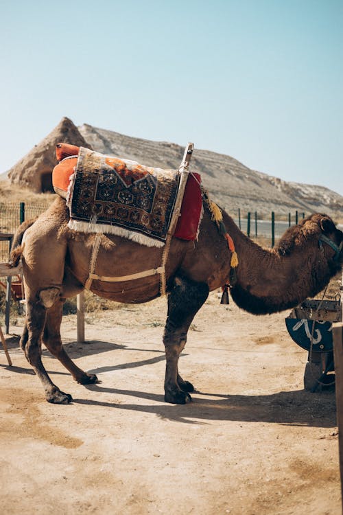 無料 アラビアラクダ, キャメル, 動物の無料の写真素材 写真素材
