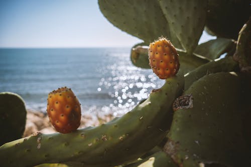 Close Up Photo of Cactus Plant