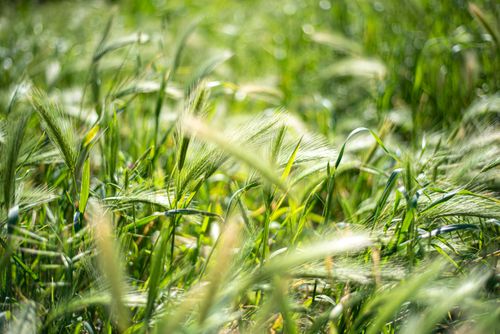 Free Close-up of vibrant green barley field with selective focus under bright daylight, showcasing agricultural growth. Stock Photo