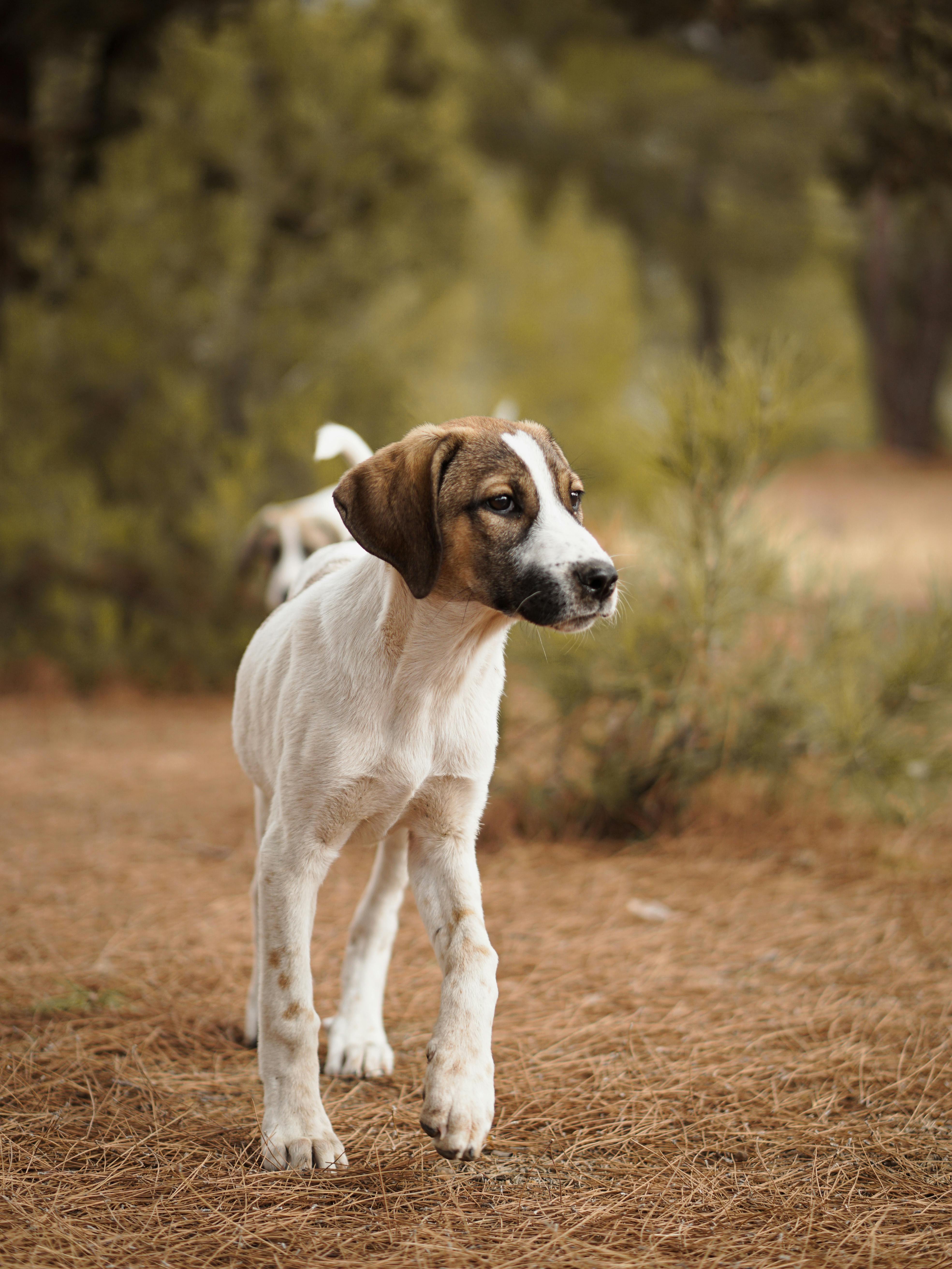 close up photo of a dog