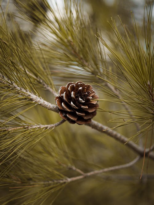 A Pine Cone on a Branch 