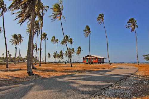 陆地上的椰子树