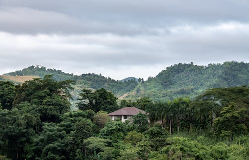 Foto d'estoc gratuïta de arbres, bosc, casa