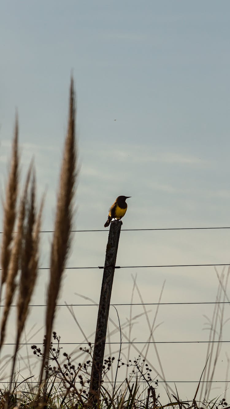 Bird Sitting On A Pole 