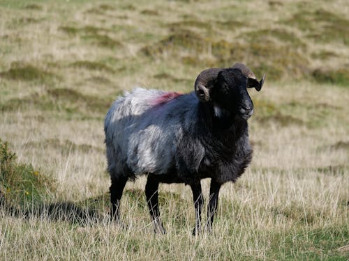 A Black and White Ram on Green Grass Field