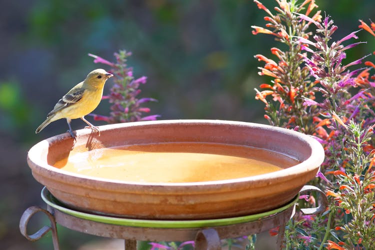 American GoldFinch Perched On A Bird Bath