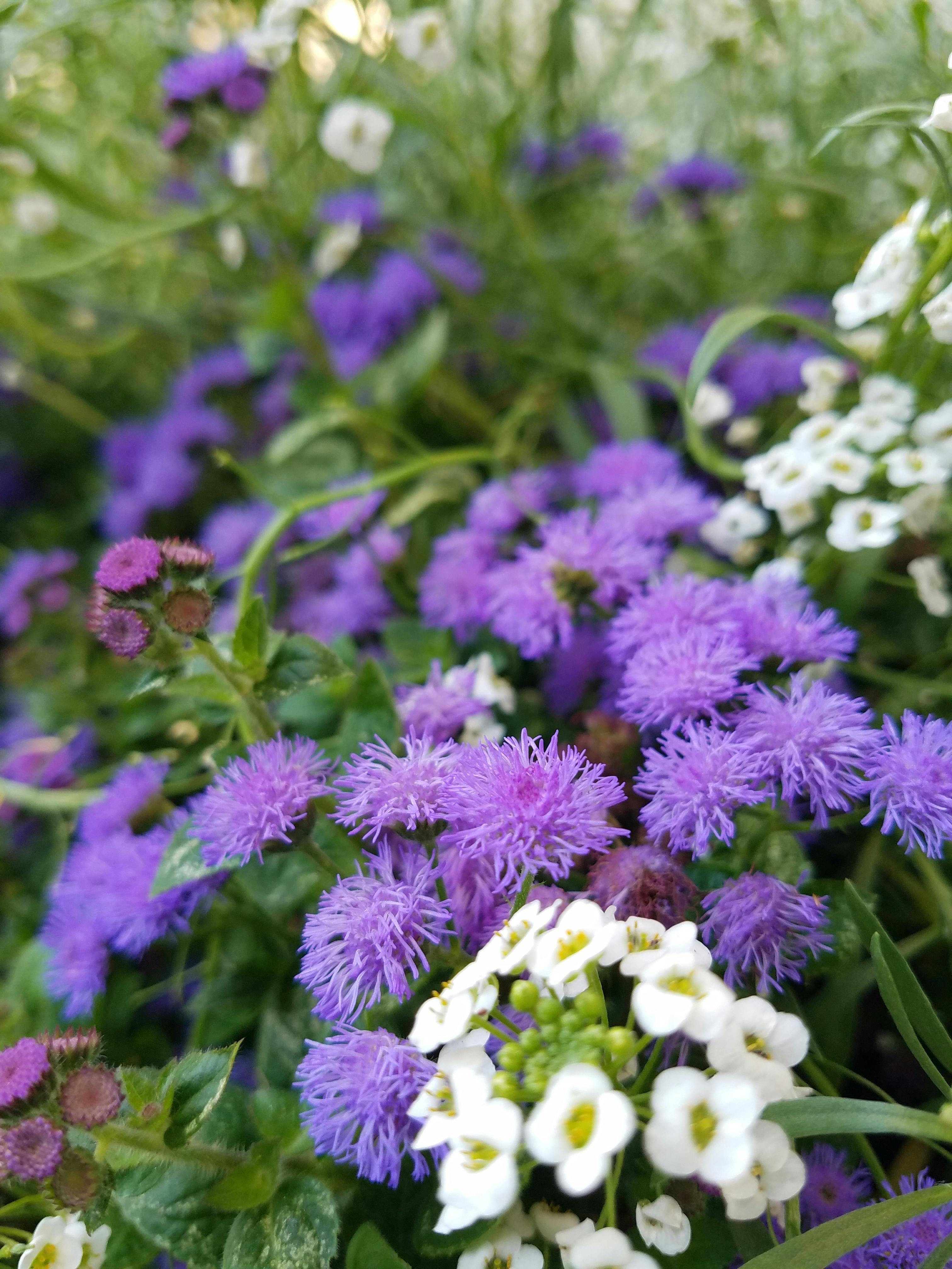 Lila Blume Kleine Blüten