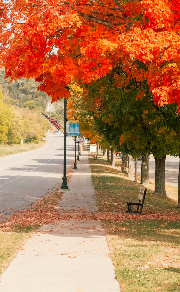 Trees Near The Road