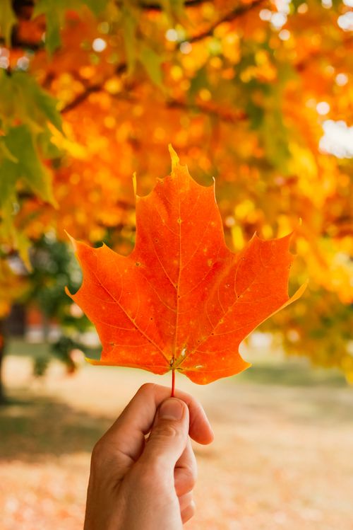 Free A hand holds an orange maple leaf against a vibrant fall background. Stock Photo