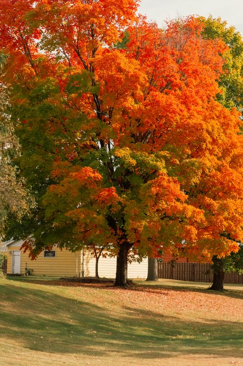 Free A vivid autumn scene featuring a tree with bright orange leaves against a residential backdrop. Stock Photo