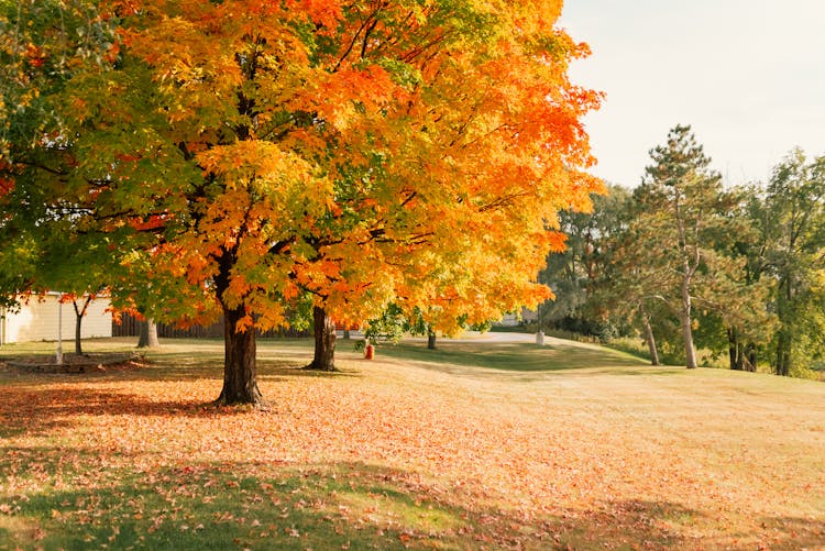 Trees With Orange And Brown Leaves On Grass Field