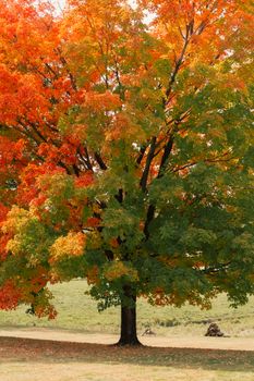 A majestic maple tree with colorful autumn foliage in a serene park setting.