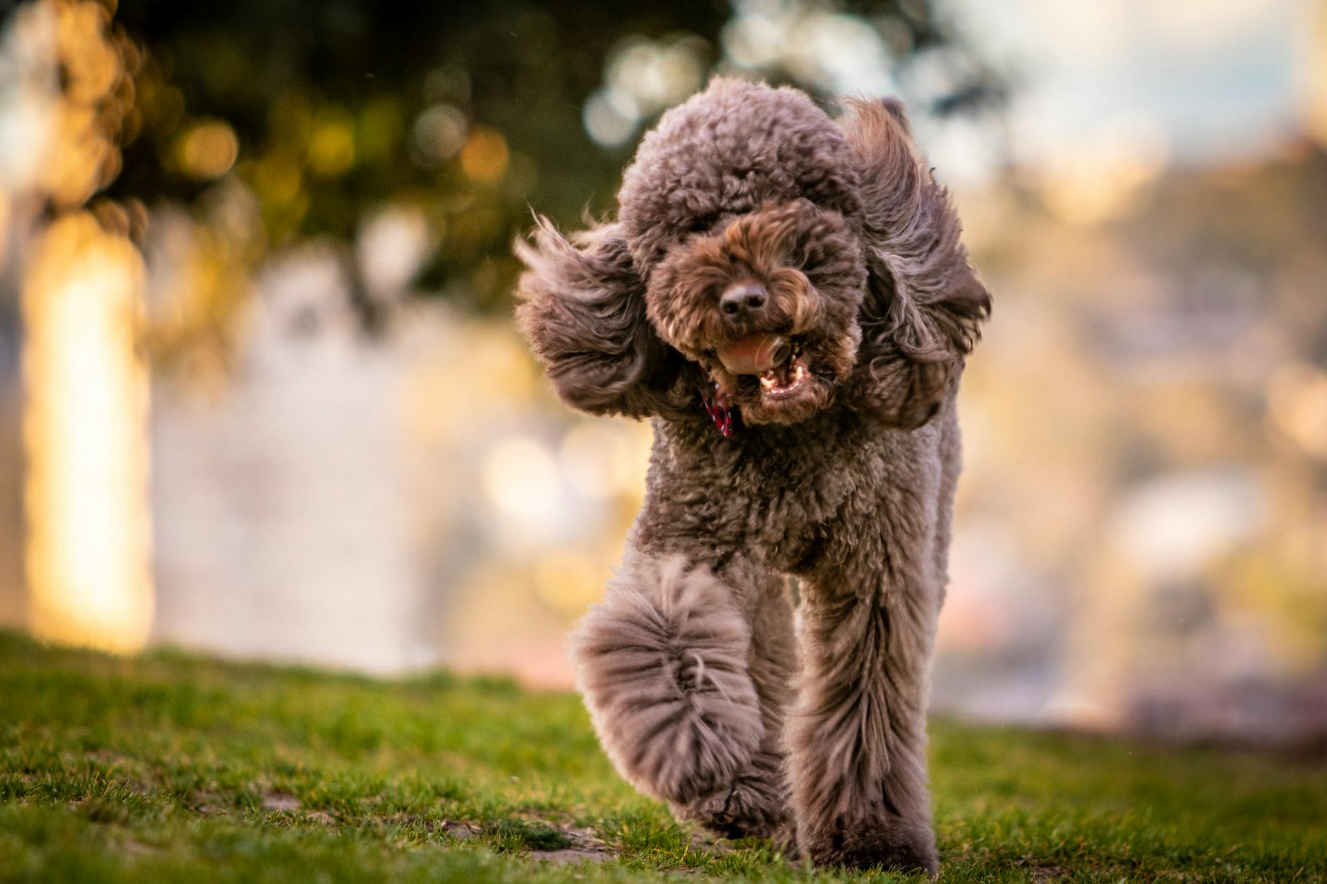 Un caniche brun dans l'herbe