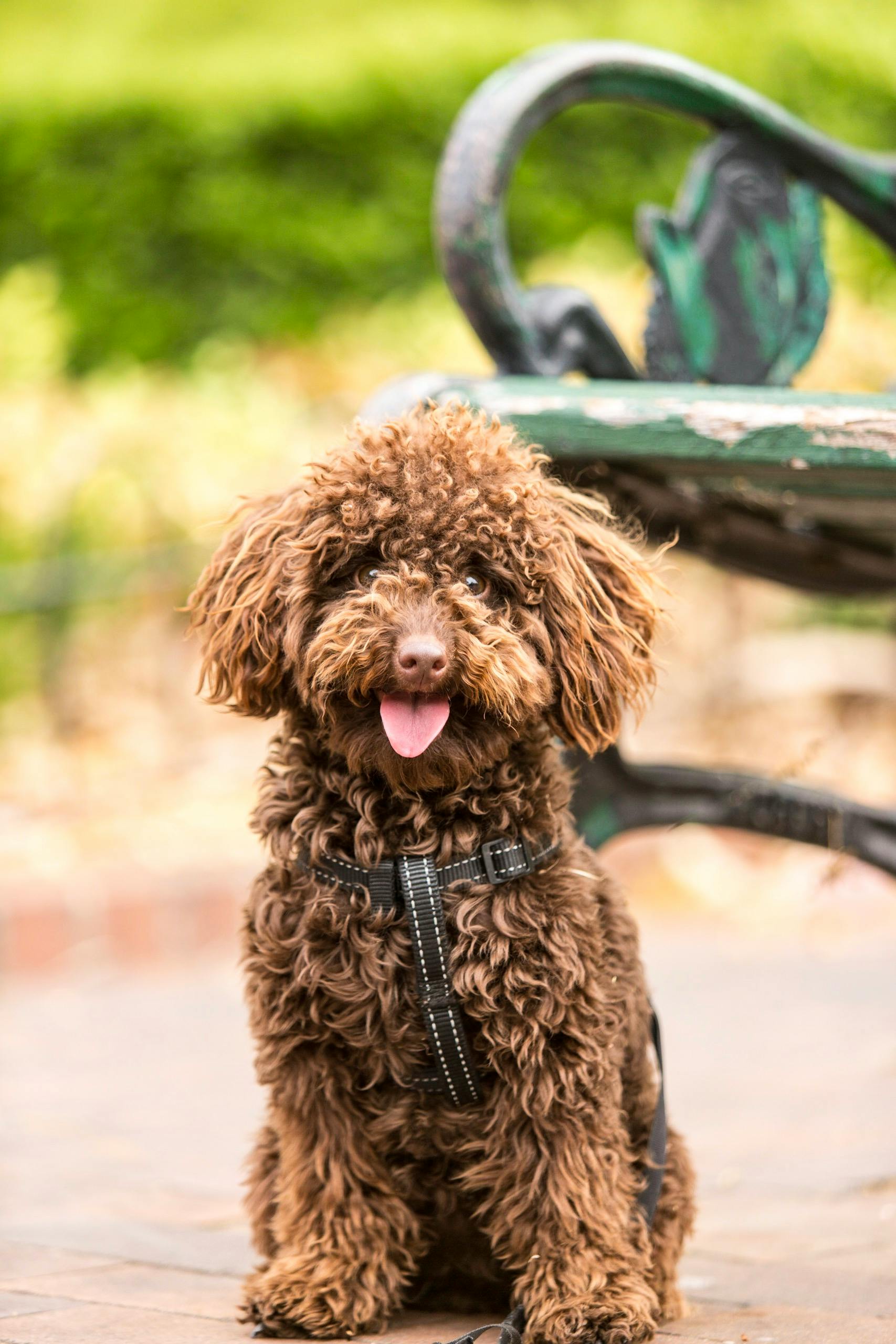 Adult Long-coated Brown Dog Beside Green Armchair · Free Stock Photo