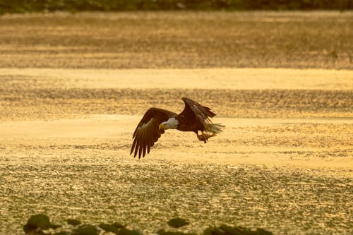 A Bald Eagle Flying 