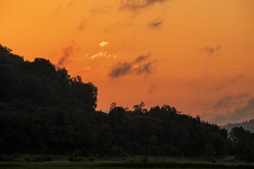 Darmowe zdjęcie z galerii z drzewa, pomarańczowe niebo, świt