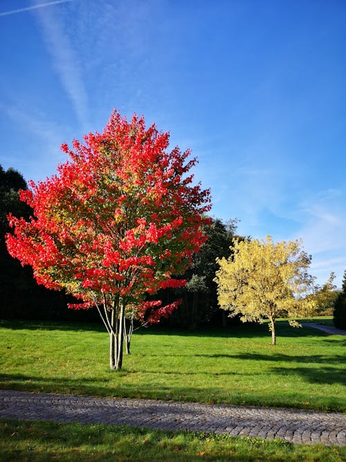 秋天的樹木, 秋天的顏色 的 免費圖庫相片