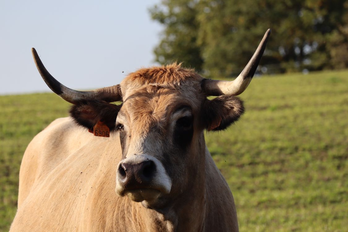 Aubrac cow grazing in a green field in France