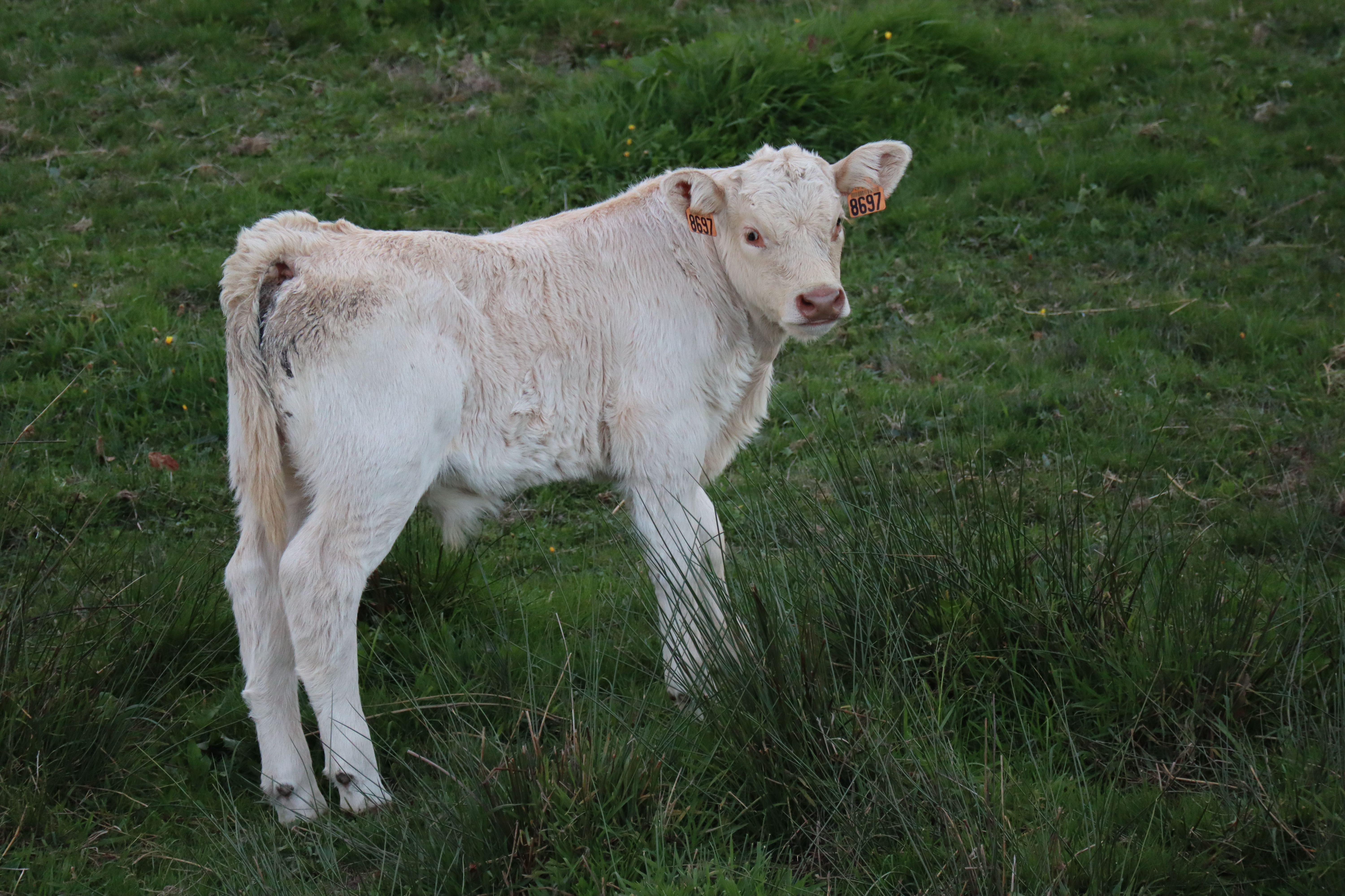 Young white calf standing in a lush meadow in Corrèze, France.