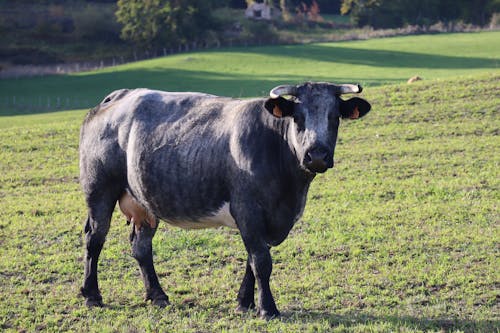 A Black Morucha Cattle on the Grass