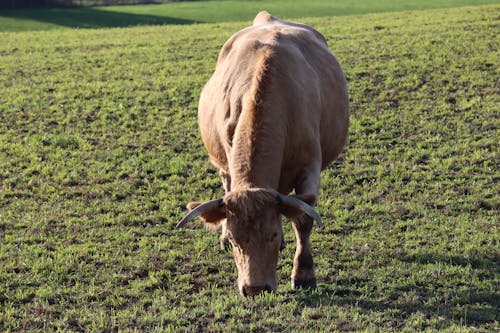 A Brown Cow Eating Grass