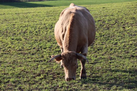 A brown cow with horns grazing on a lush green field in Corrèze, France.
