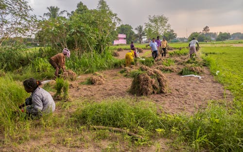 People Working on Field