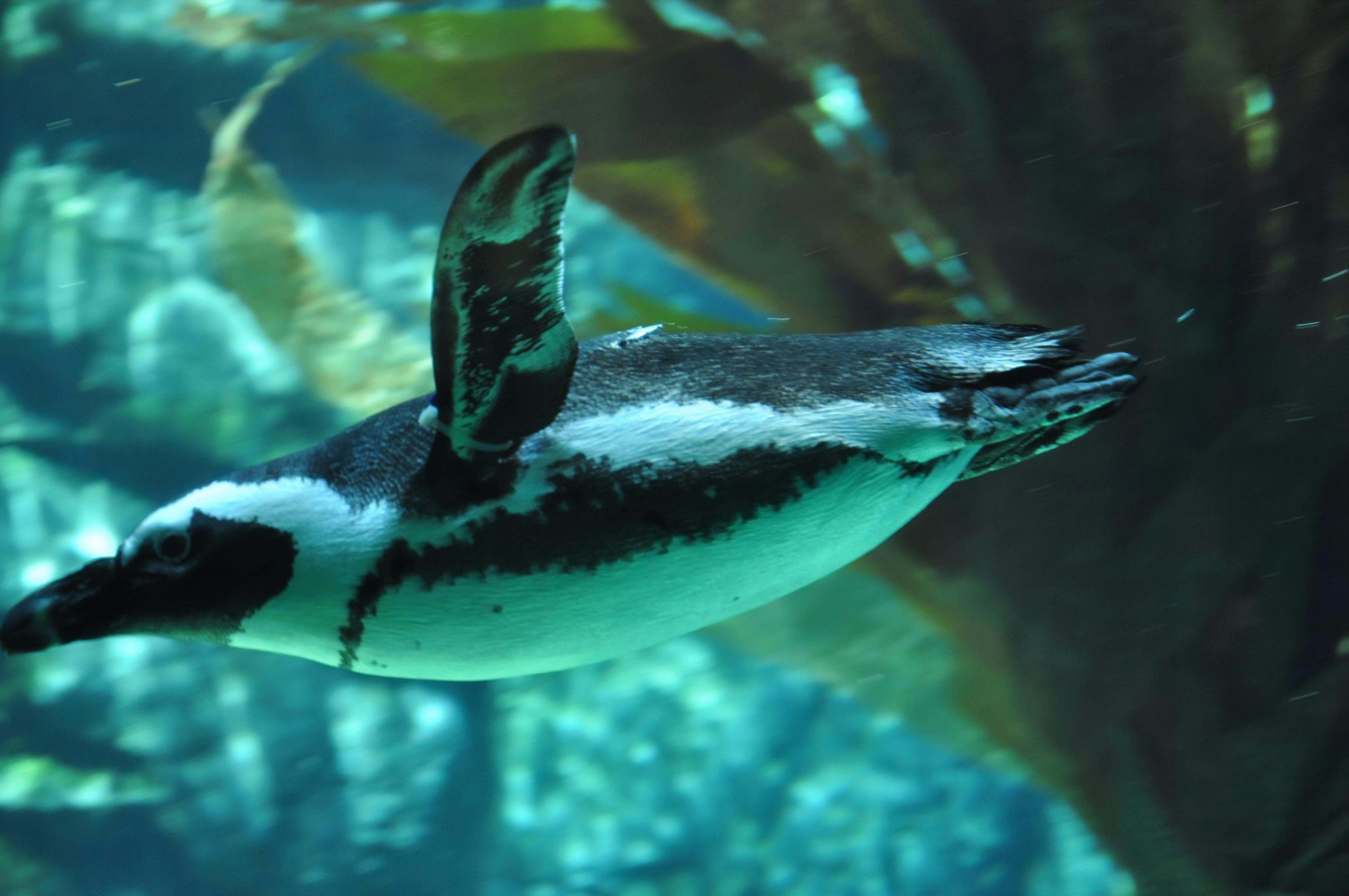 Free stock photo of animal, aquatic animal, penguin