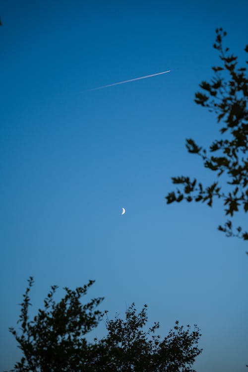 Kostenloses Stock Foto zu aufnahme von unten, bäume, blauer himmel