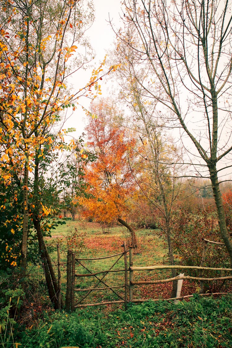 Wooden Fence And Gate Among Autumn Trees