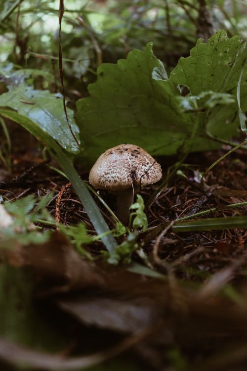 Free A detailed close-up of an Agaricus mushroom growing in the lush forest floor of Harz, Germany. Stock Photo